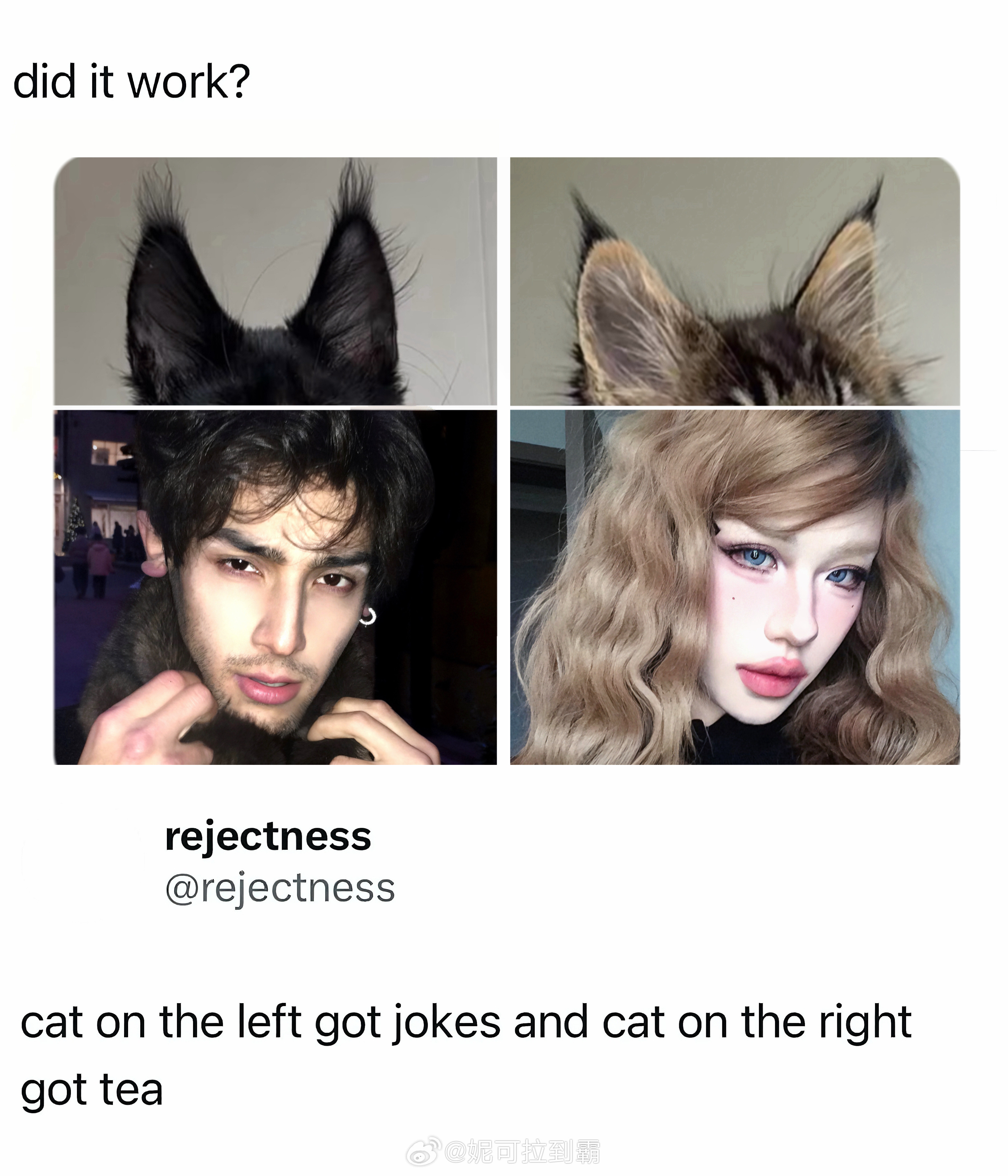 🐈⬛🐈怎么才能养到这两只咪～＞𐋣＜⟆