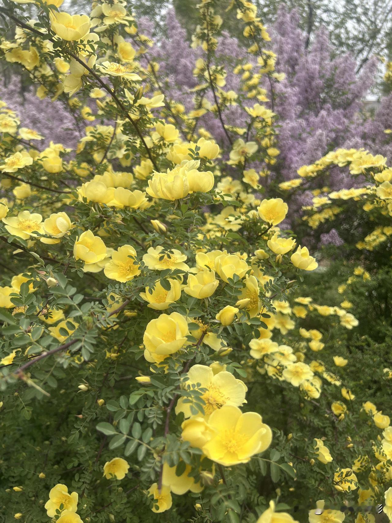 北方的春天，气温起伏不定，时而寒冷，时而温暖，阴天常常多于晴天。天气时好时坏，阴