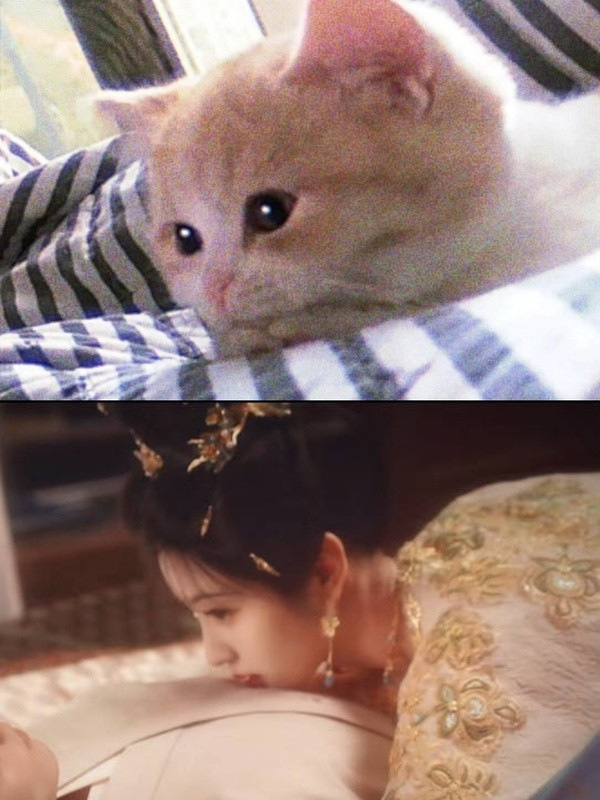 这不是小猫是什么？田曦薇猫猫塑​​​