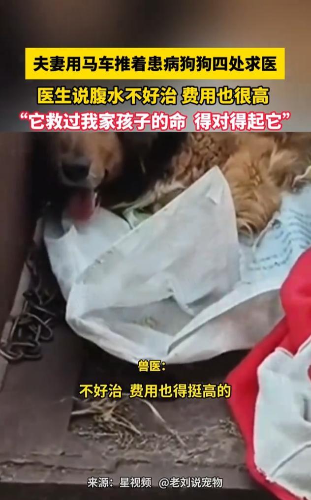 “看哭了！”近日，吉林长春，一对夫妻用板车拉着一条大狗来到医院，求医生救救这条狗