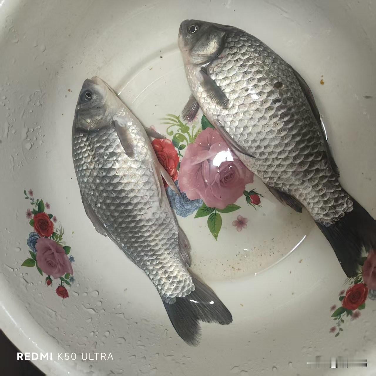 这真的是野生的吗？亲戚送了两条鱼给我，说是野生的，一斤20多快，我给了她60块