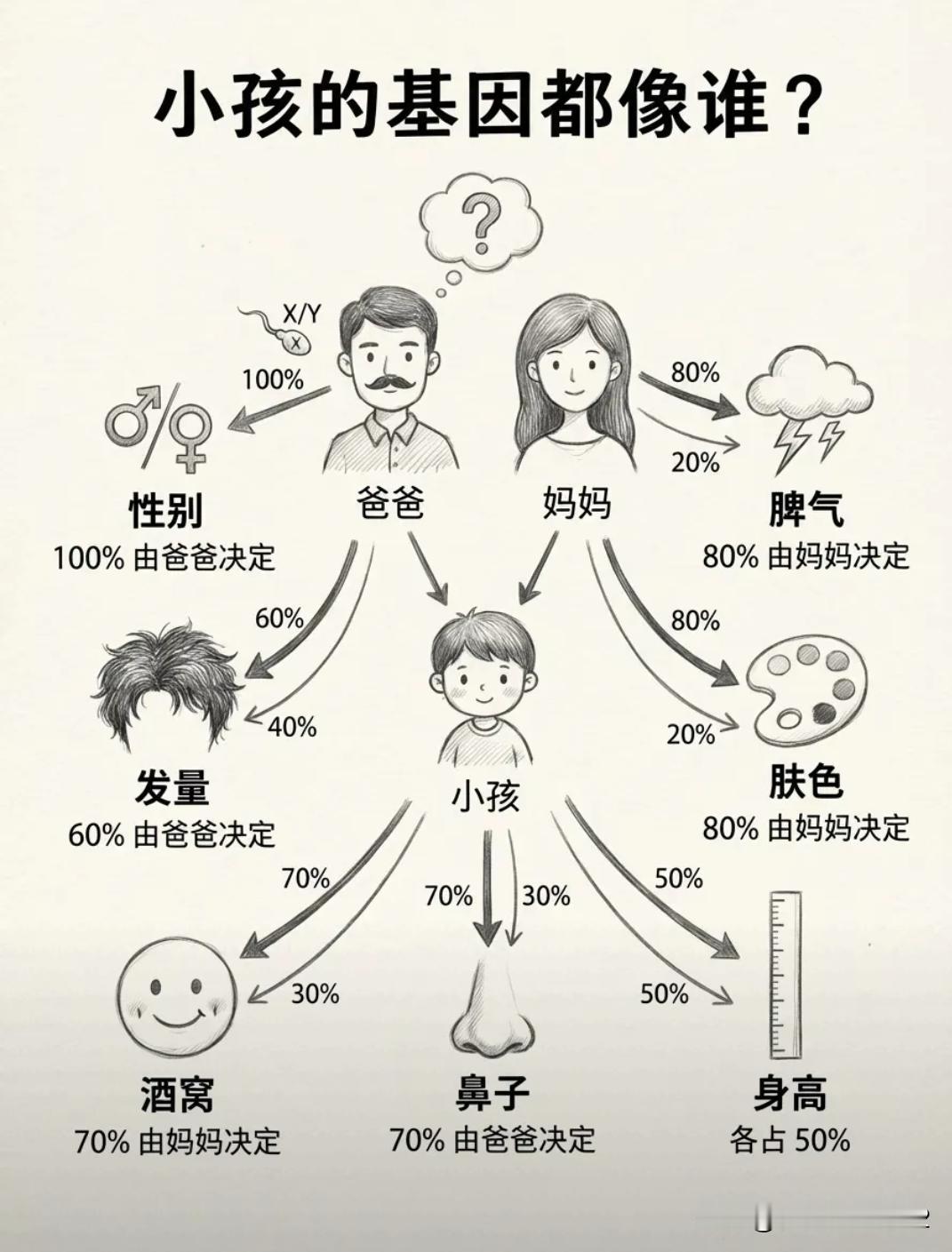爸爸决定性别、发量和鼻子，妈妈影响脾气、肤色和酒窝，身高则是五五开。隔
