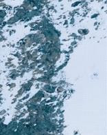 雪豹这身体构造，还是碳基生物吗？