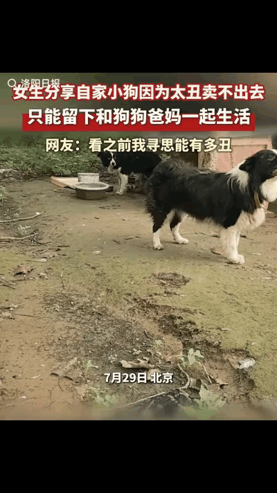 “真给我整乐了！”北京一位姑娘随手拍了段家里狗圈的日常，说自家那窝边牧生的奶狗因