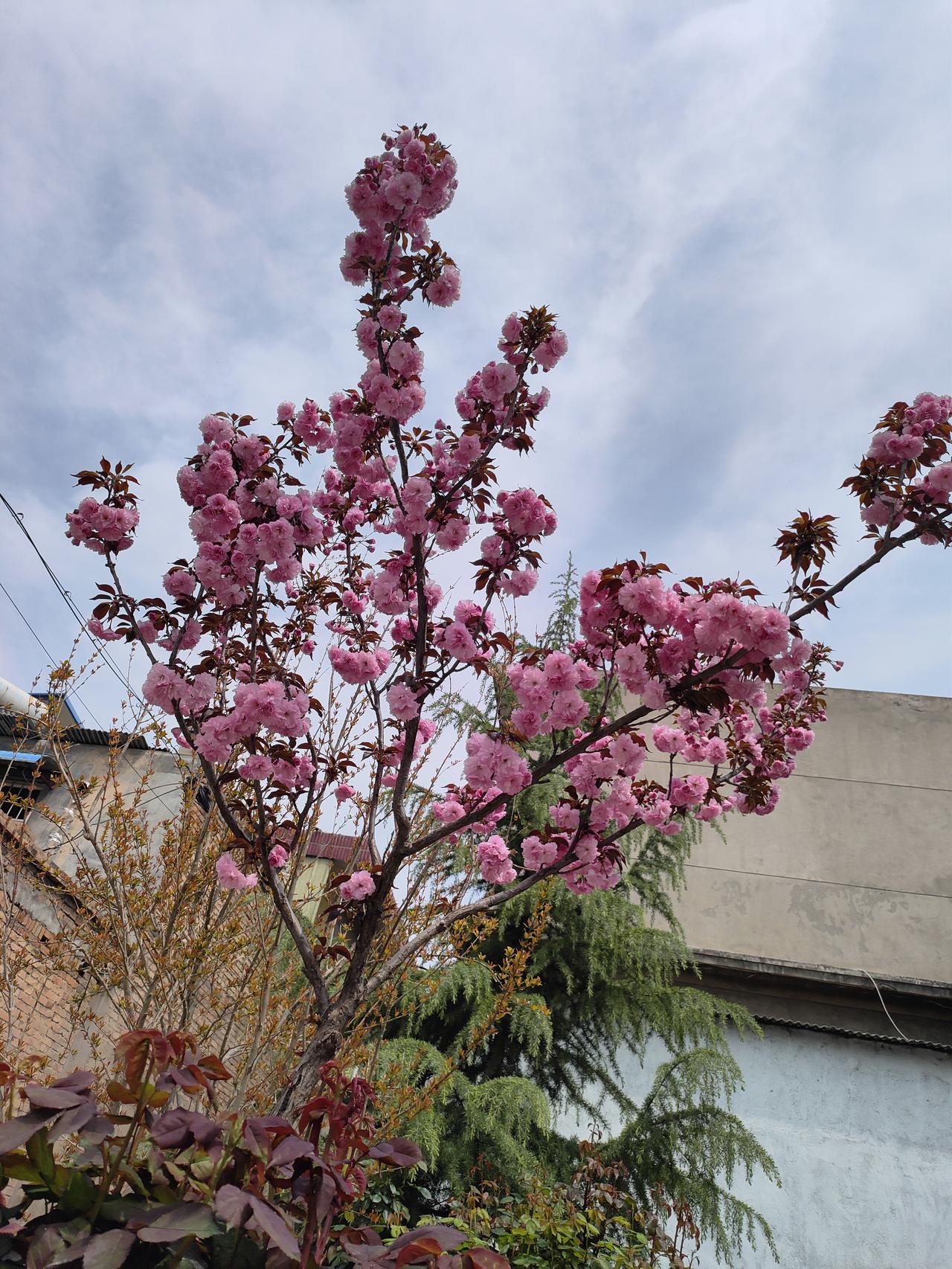 七十岁后才懂：老伴不是爱人，是命，是刻在骨子里的依靠人活七十古来稀，年轻时