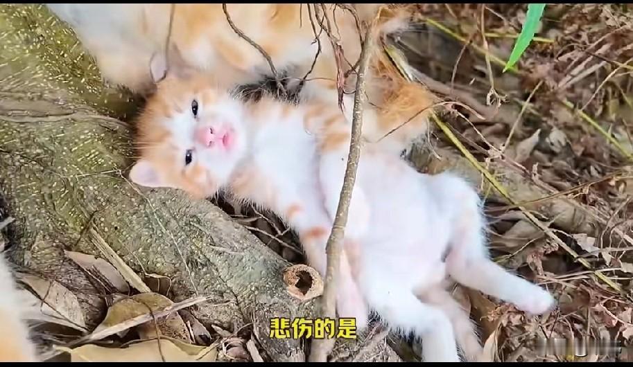 这天，一位小姐姐和朋友一起去一个公园游玩，结果在一个小树林看到了无比凄惨的一幕，