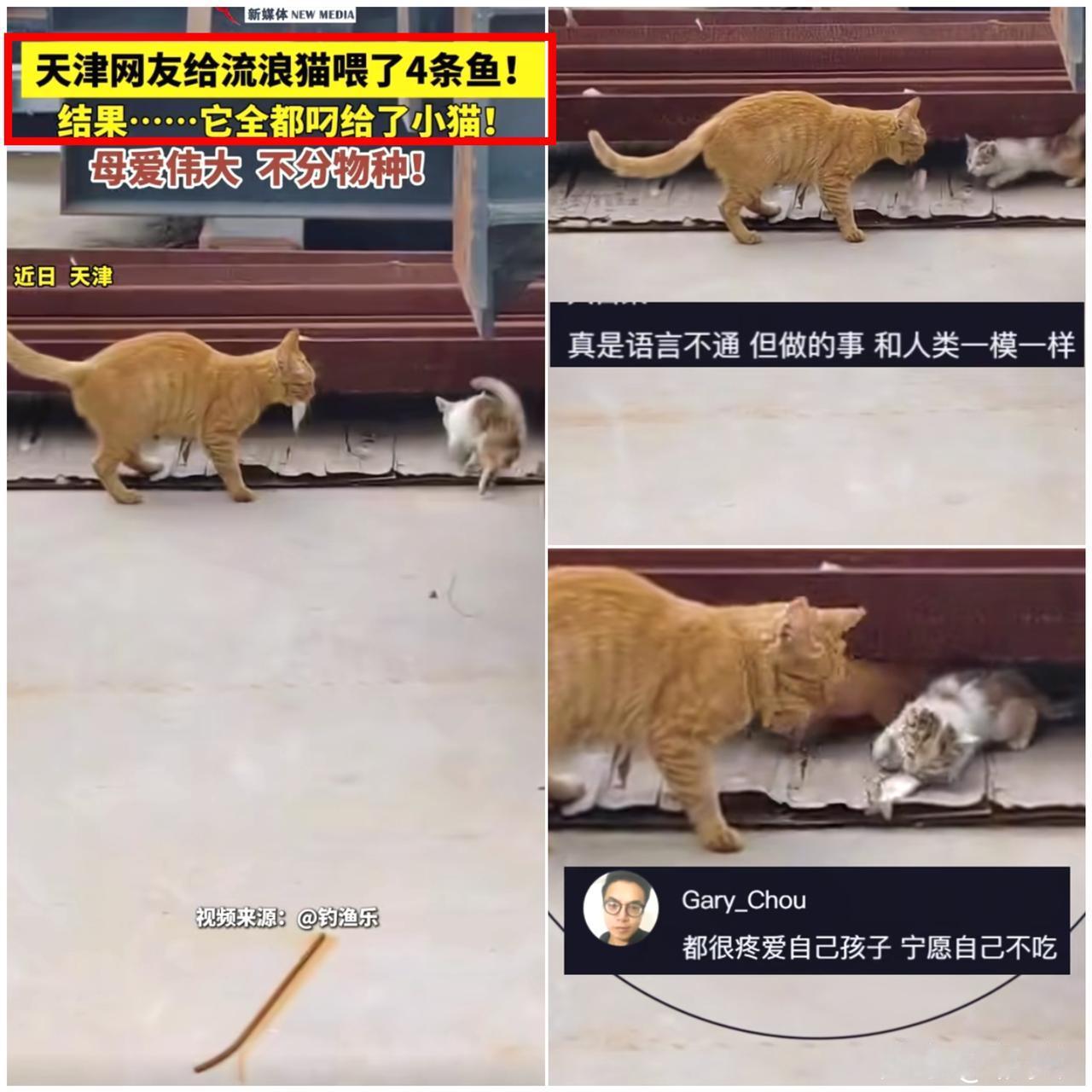 万物皆有灵！天津一男子钓完鱼，随手喂了只流浪猫4条小鱼，没想到猫叼起一条就往