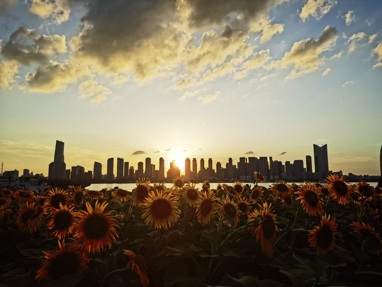 7月9日，打卡长江江滩，铁机路江滩灯塔，向日葵🌻花海，正在陆续开放，还有最美落