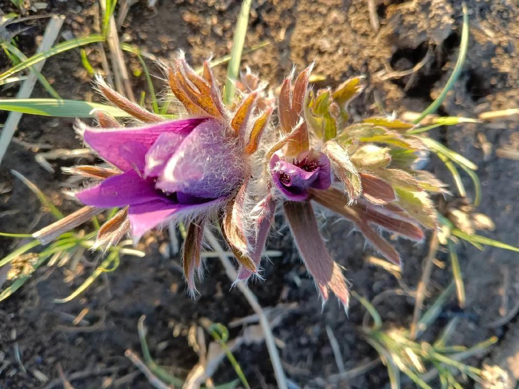 一株野花，花谢后结出的果实像老翁的白发，随风轻摇。白头翁正从山坡田野，被移进一
