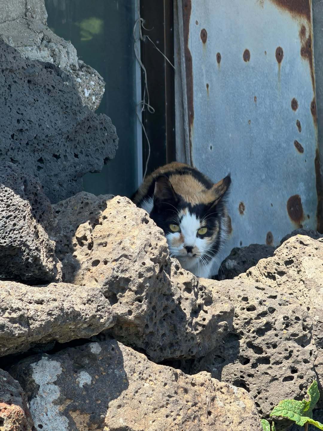 秀秀更新：排在天气之后的猫咪小精灵🐈”嗯嗯，我们的女友和猫咪~~