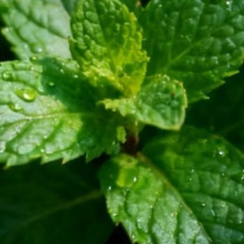 0000薄荷种植方法一、栽种步骤小苗/扦插枝条放入花盆，填土至根部完全覆盖，轻轻