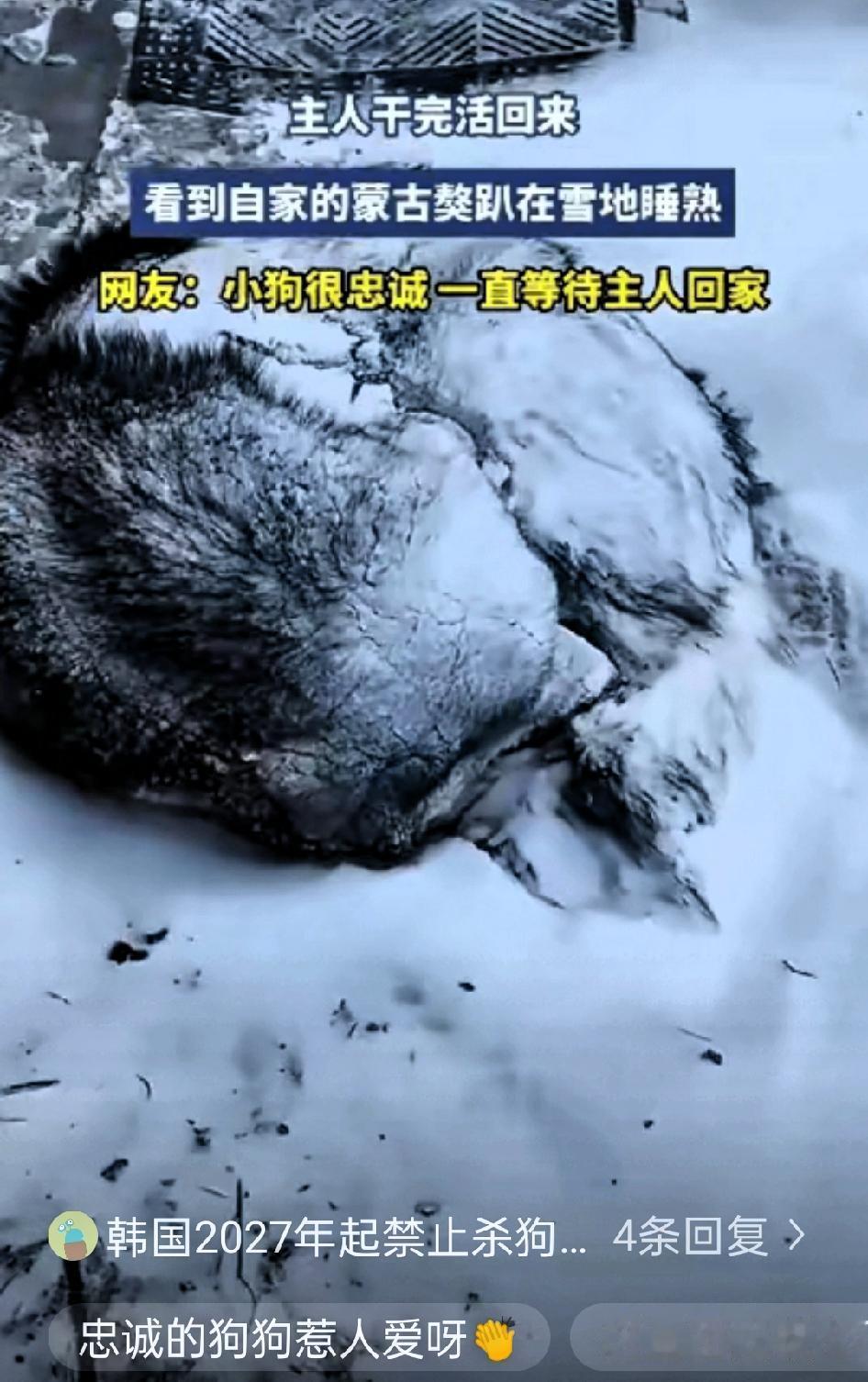 “泪目了！”内蒙古，一女子干完农活回家，发现自己养的蒙古獒没有出来迎接，走近才发