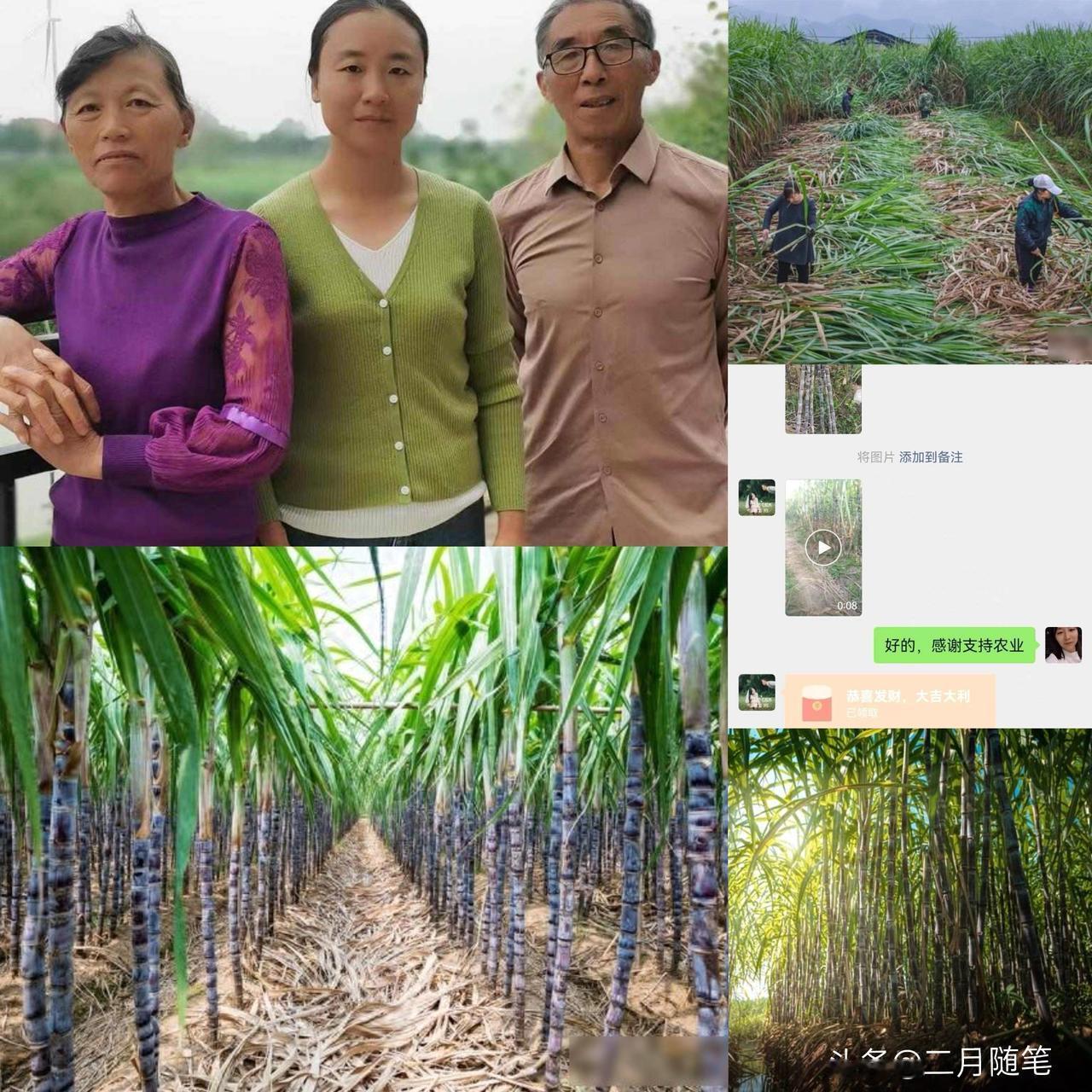 男子进国道旁无人采摘园砍了6根甘蔗，主动加老板微信付款，老板称陌生人诚信之举坚定