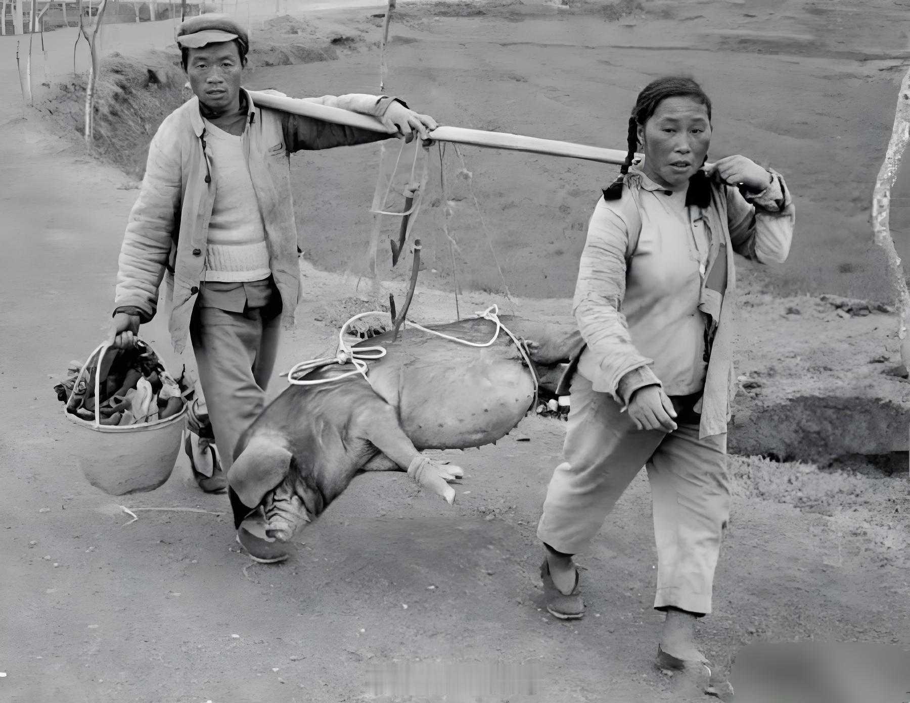 1965年，一对广西夫妻抬着猪去杀。真好！晚上可以吃肉。公知却说那会儿天天饿到吃