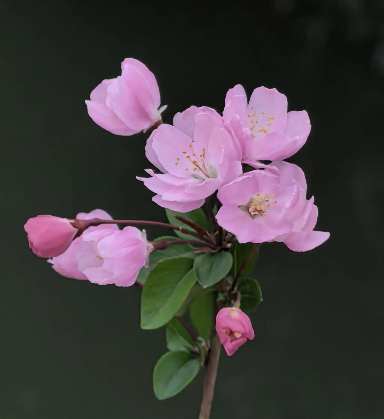 一个优美的摄影作品是如何诞生的？为了突出花朵，必须使背景变黑或灰。倒影下