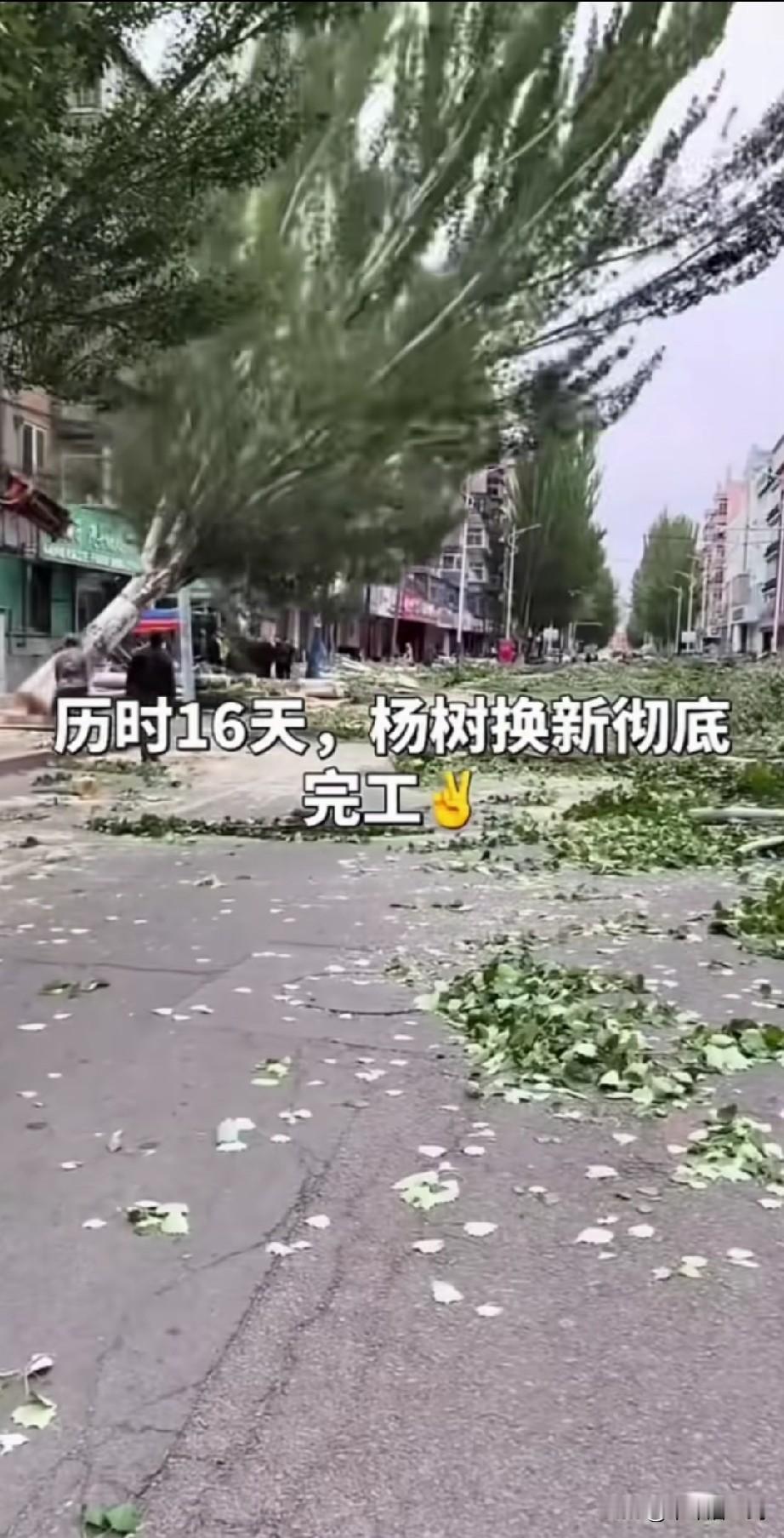 辽宁朝阳市，历时16天，杨树树种换新彻底完成了。砍完换栽桂花树，四季常青不掉叶，