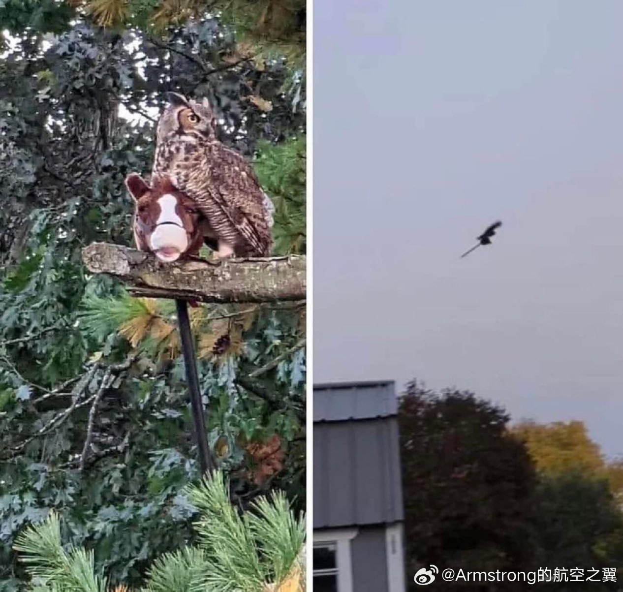 那次，这只猫头鹰偷了一个孩子的玩具木马，骑着它在城里到处转悠。