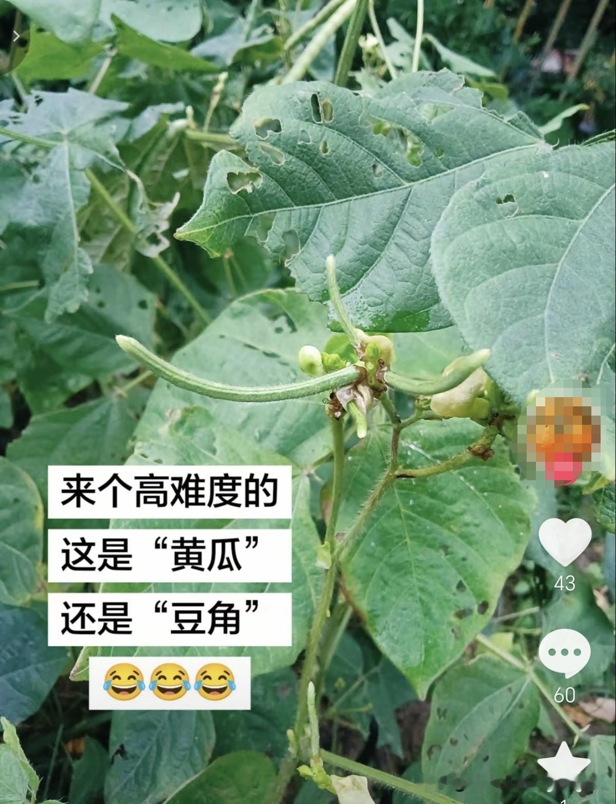 这是红豆、绿豆？还是黄瓜、豆角？他的这张图片，确实好难猜。我想没种过菜，没有接触