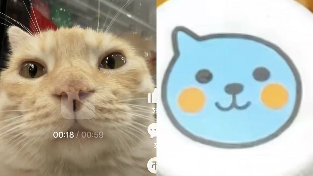 小猫你头怎么尖尖的​​​