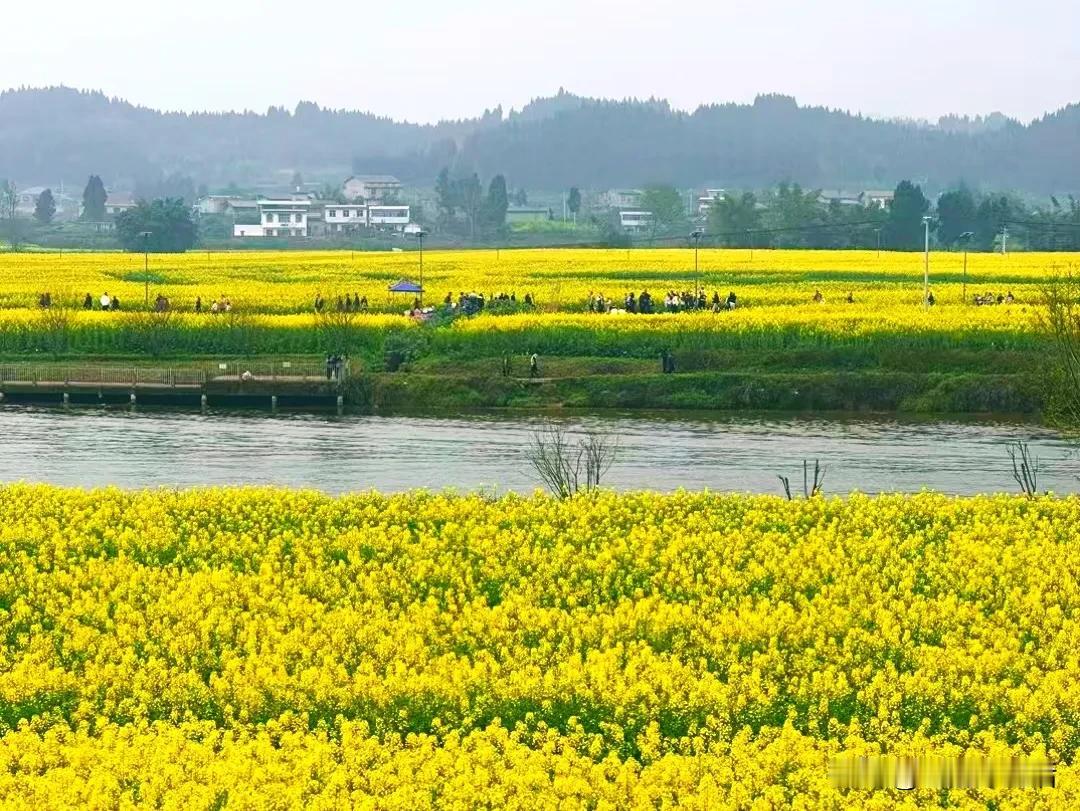 当你去了重庆潼南的崇龛油菜花景区才知道，原来春天的浪漫可以如此盛大，一望无际的金