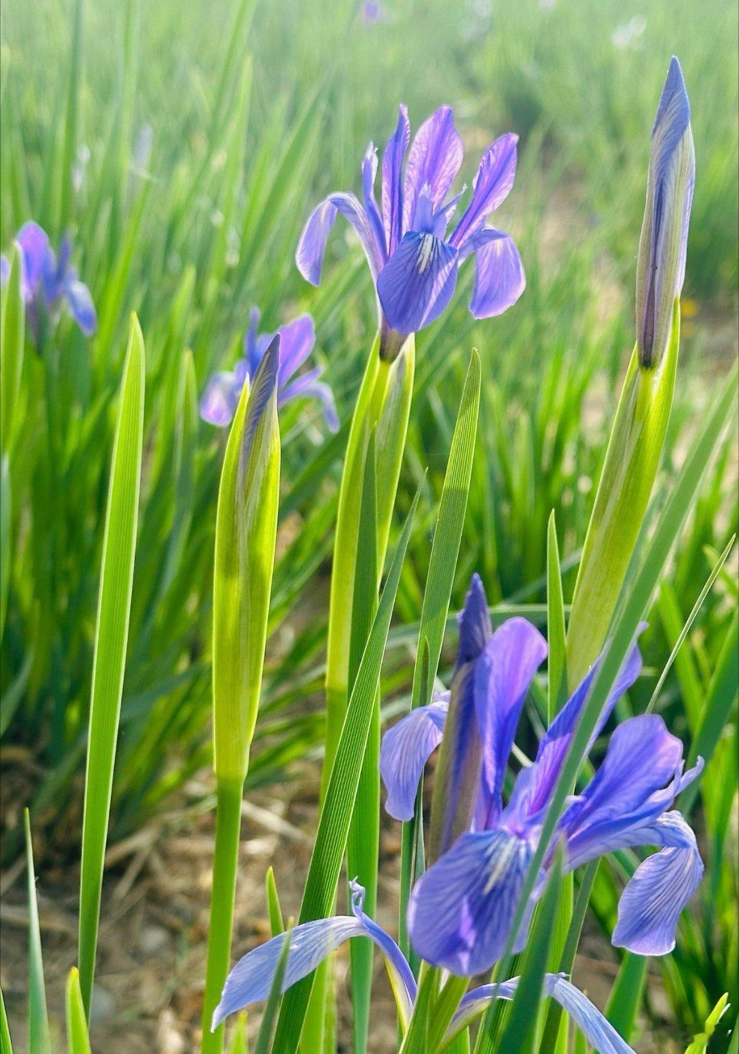 马兰花是一种多年生草本植物，花多为紫色、蓝色等，耐干旱、耐贫瘠，常生长于草原、山