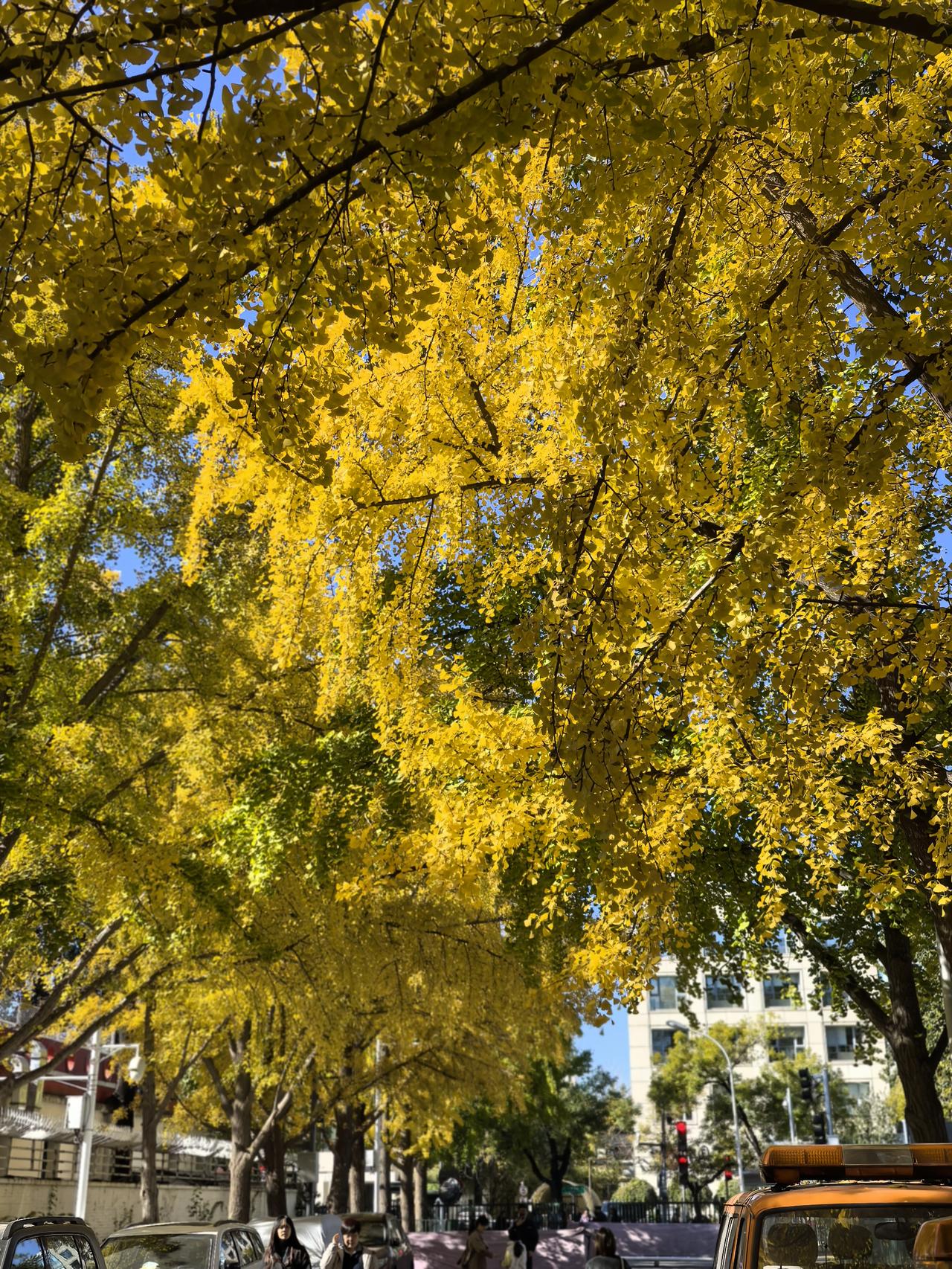 北京的秋：银杏叶间的时光诗行当第一缕秋风掠过京城的胡同，银杏便成了北京秋天