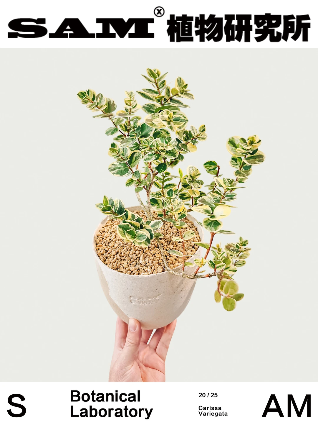 花叶假虎刺｜Carissa Macrocarpa