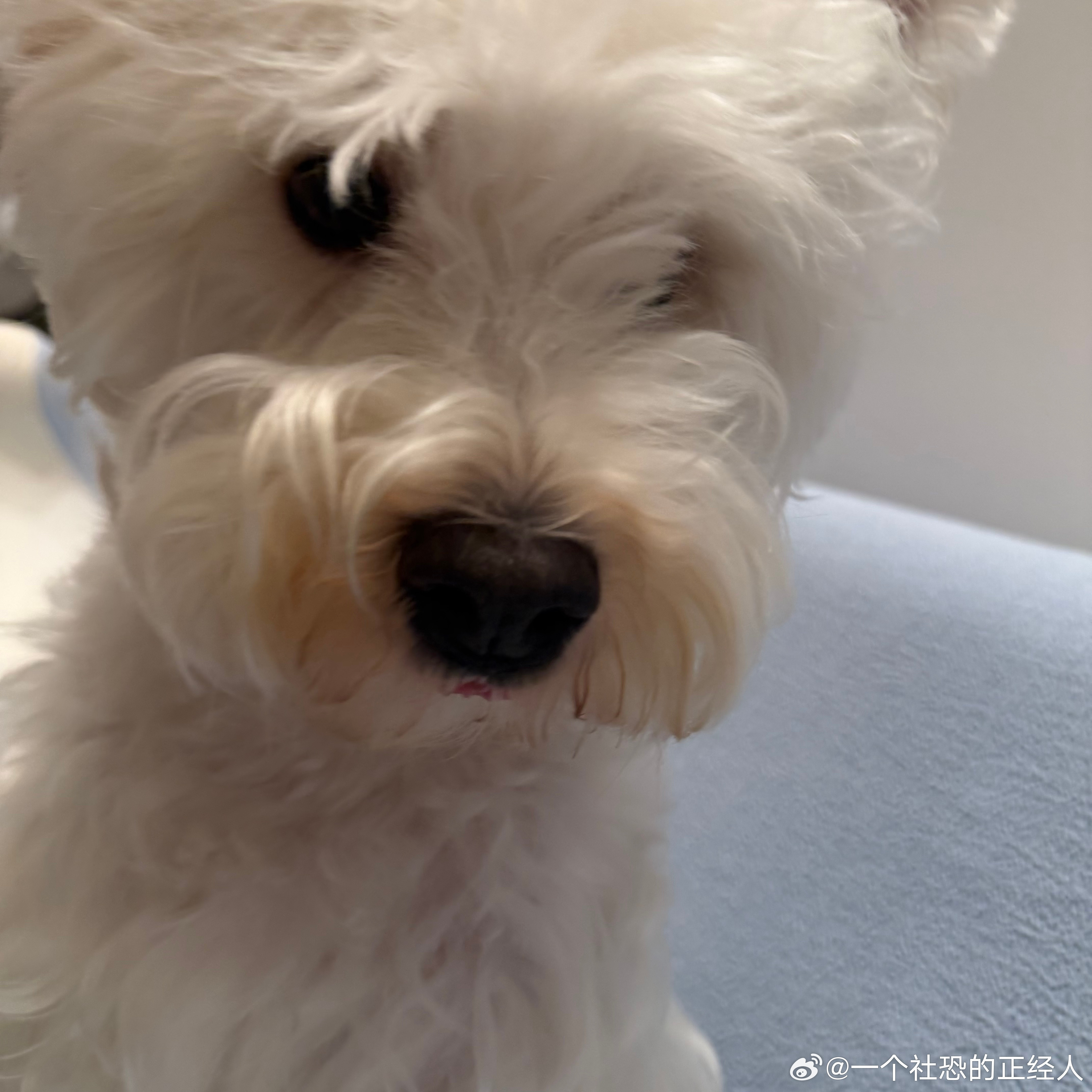 不呆可爱小呆🐶妈妈发现一毫米小舌头👅
