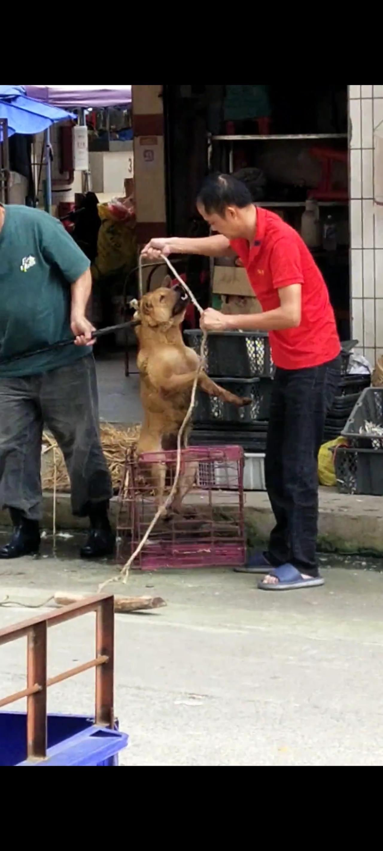 屠夫和餐饮老板竟然联合起来，一个回合就将一只壮硕的流浪狗给打倒在地，随后直接将她