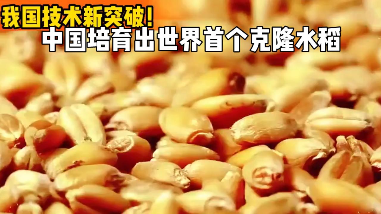不用买种年年种！中国攻克克隆杂交水稻，成本狂降90%