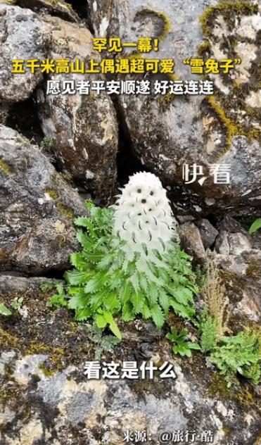 "火到央视了！"西藏喜马拉雅山，一男子爬到海拔5000米的地方，看到了一株罕见的