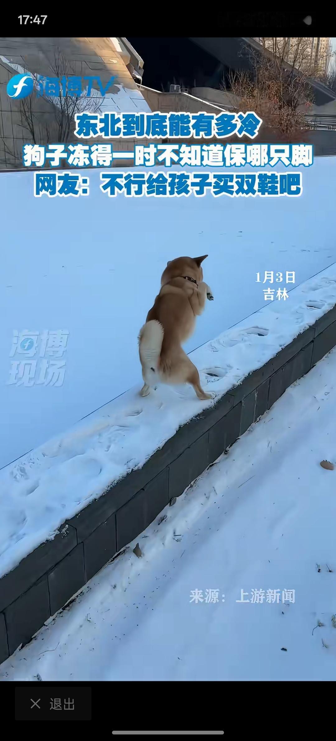 冬天里太冷了，连狗都冻得受不住了，狗在雪地里面都不敢下脚！这个寒冷的冬天，够不够