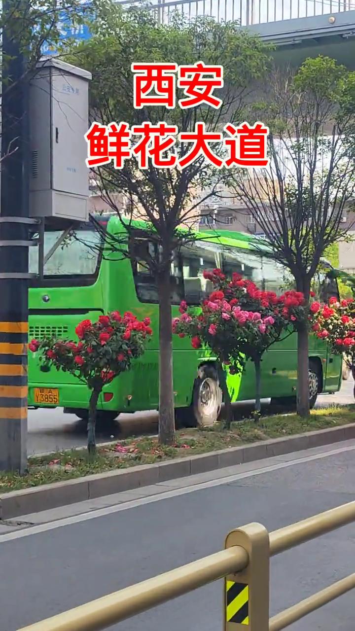 西安鲜花大道。这个地方是西安丰禾路红庙坡的南边，鲜花盛开的月季花非常的好看，而