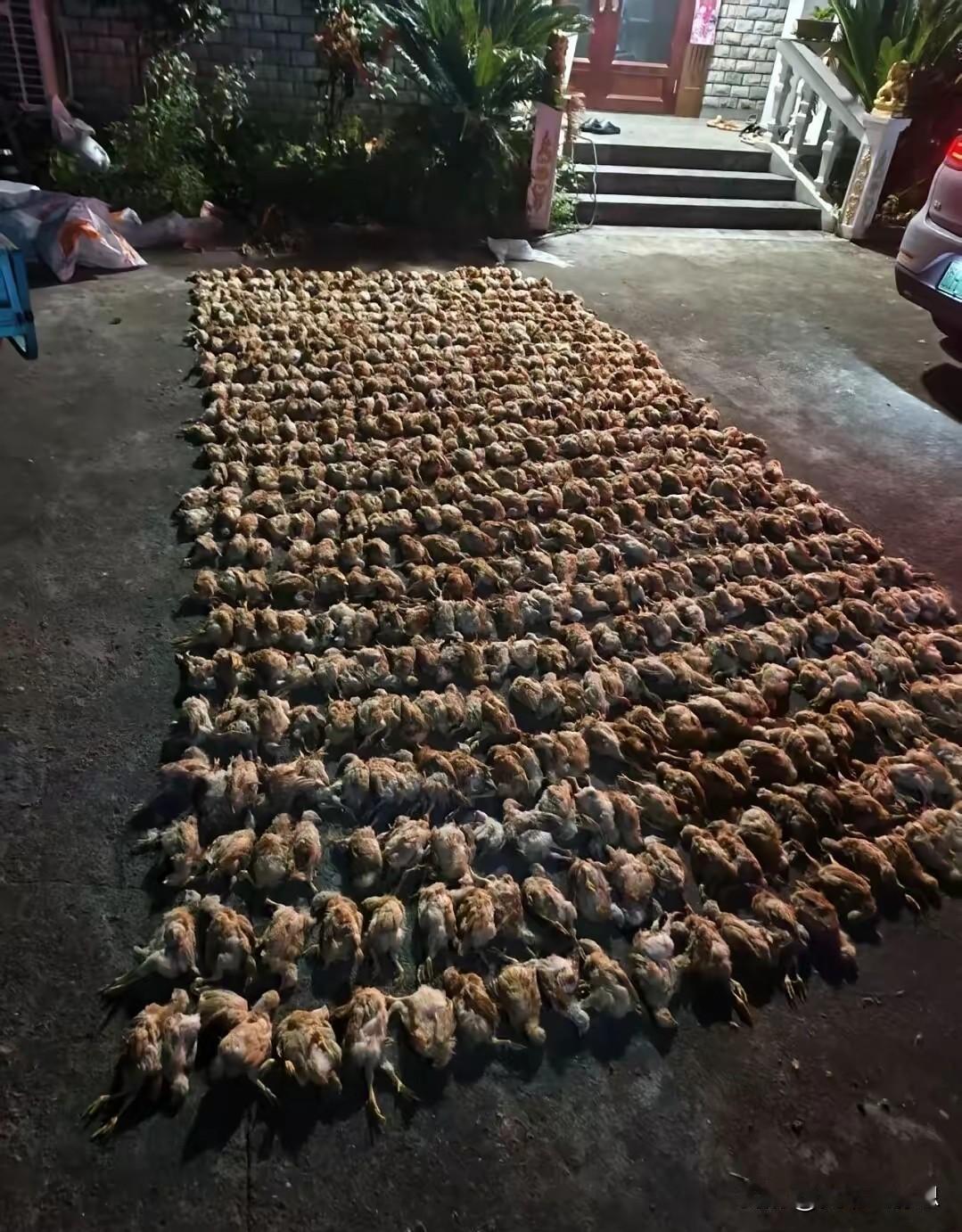 浙江1400多只鸡被破门而入凤头鹰当场吓死事发生9月12日晚上，衢州龙游湖镇周