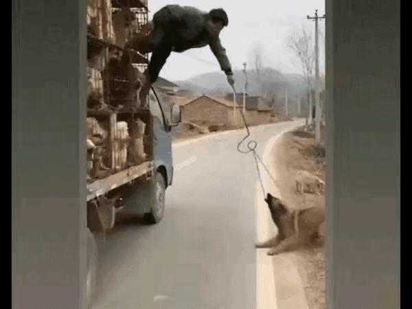 狗贩子拿铁钩套狗脖子，狗猛地一甩头，连人带钩把他拖倒在地。视频里那家伙摔得四仰