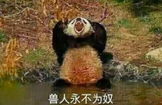 话说2025年，手机上应该已经没有啥LCD永不为奴党了吧？高素质LCD已经完全停