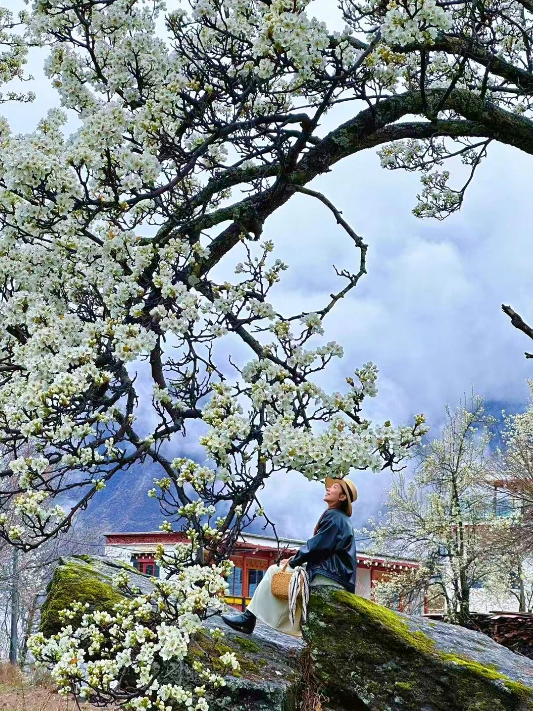 2026 金川梨花 4 日攻略｜拍到了人生照片