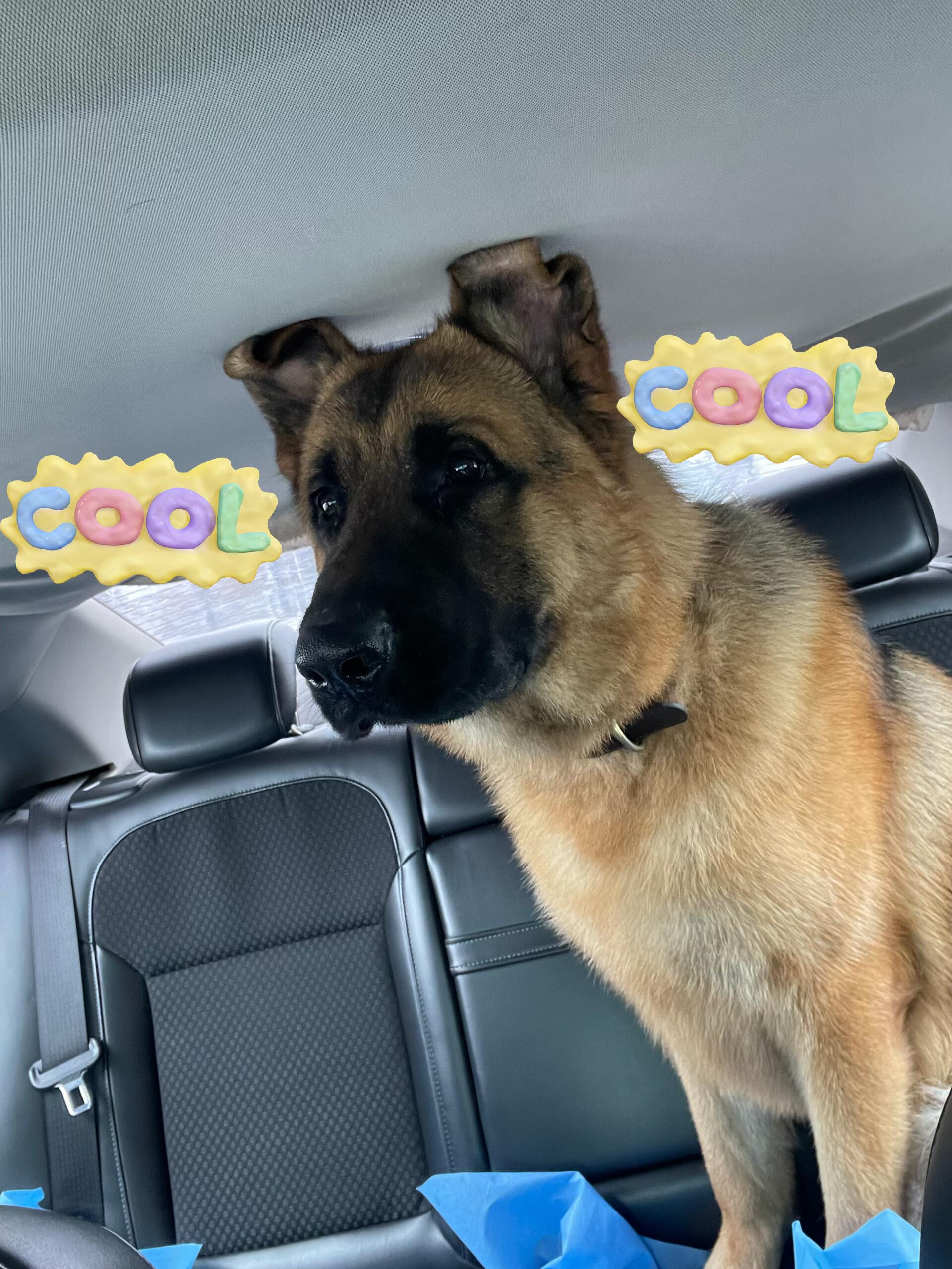 天塌下来有小狗顶着！