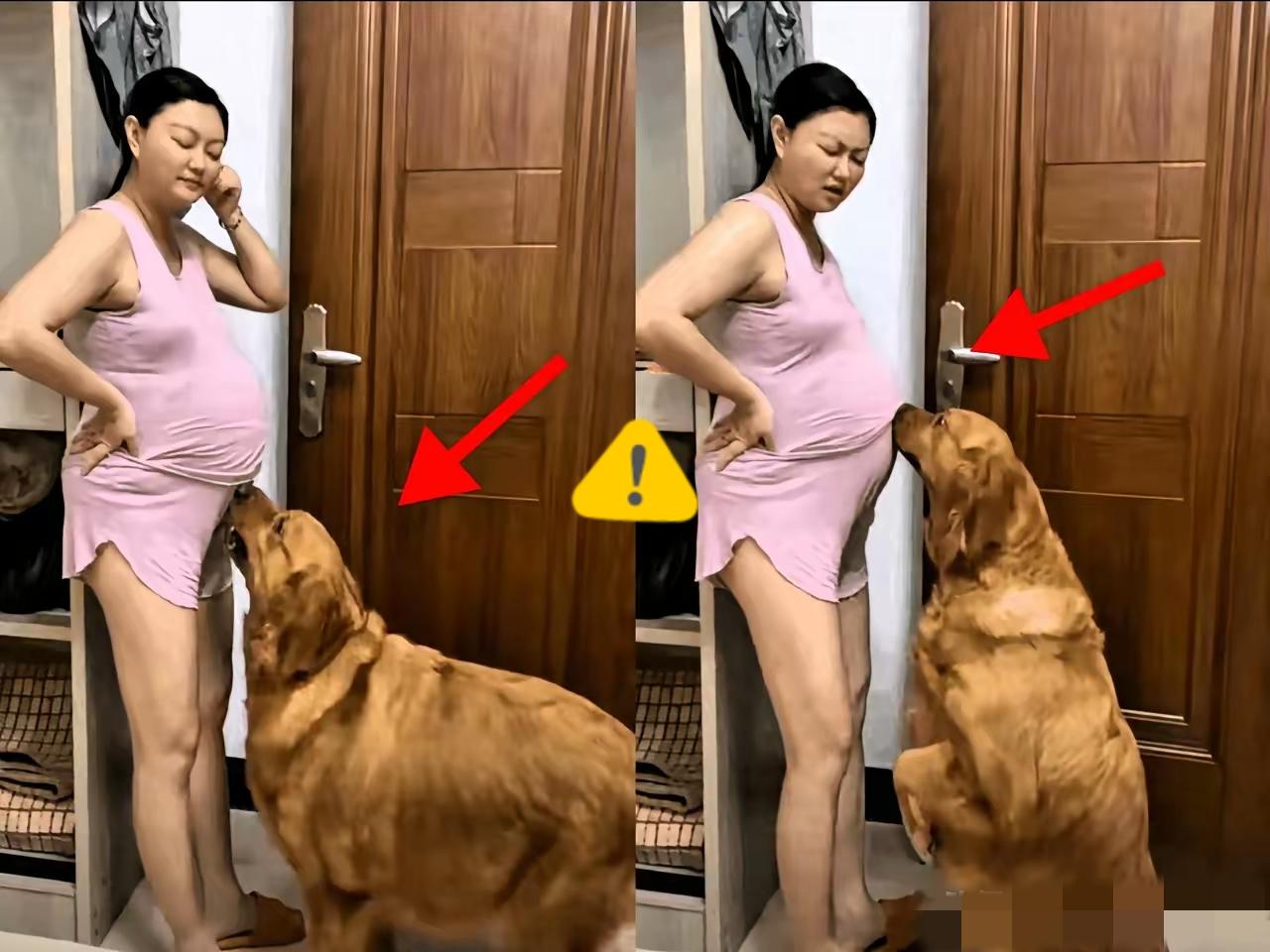 不得不说这是真勇啊就算给我1000万我都不敢养这样的大型犬!养大型犬哪是养