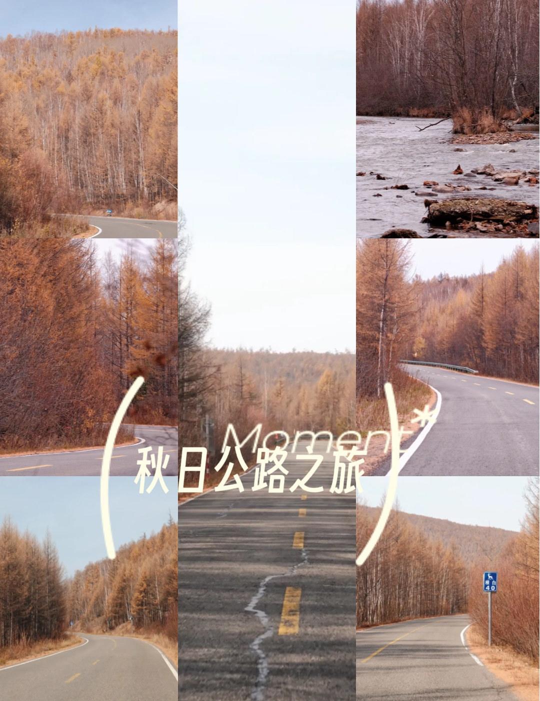 车驶入林区的那一刻，整个世界突然安静下来了！白桦林一片接一片地黄着，那种黄不是鲜