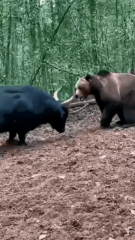 熊和水牛都是暴脾气，两者相遇必有死伤。熊有蛮力，皮糙肉厚，比嘴巴厉害的是那肥厚