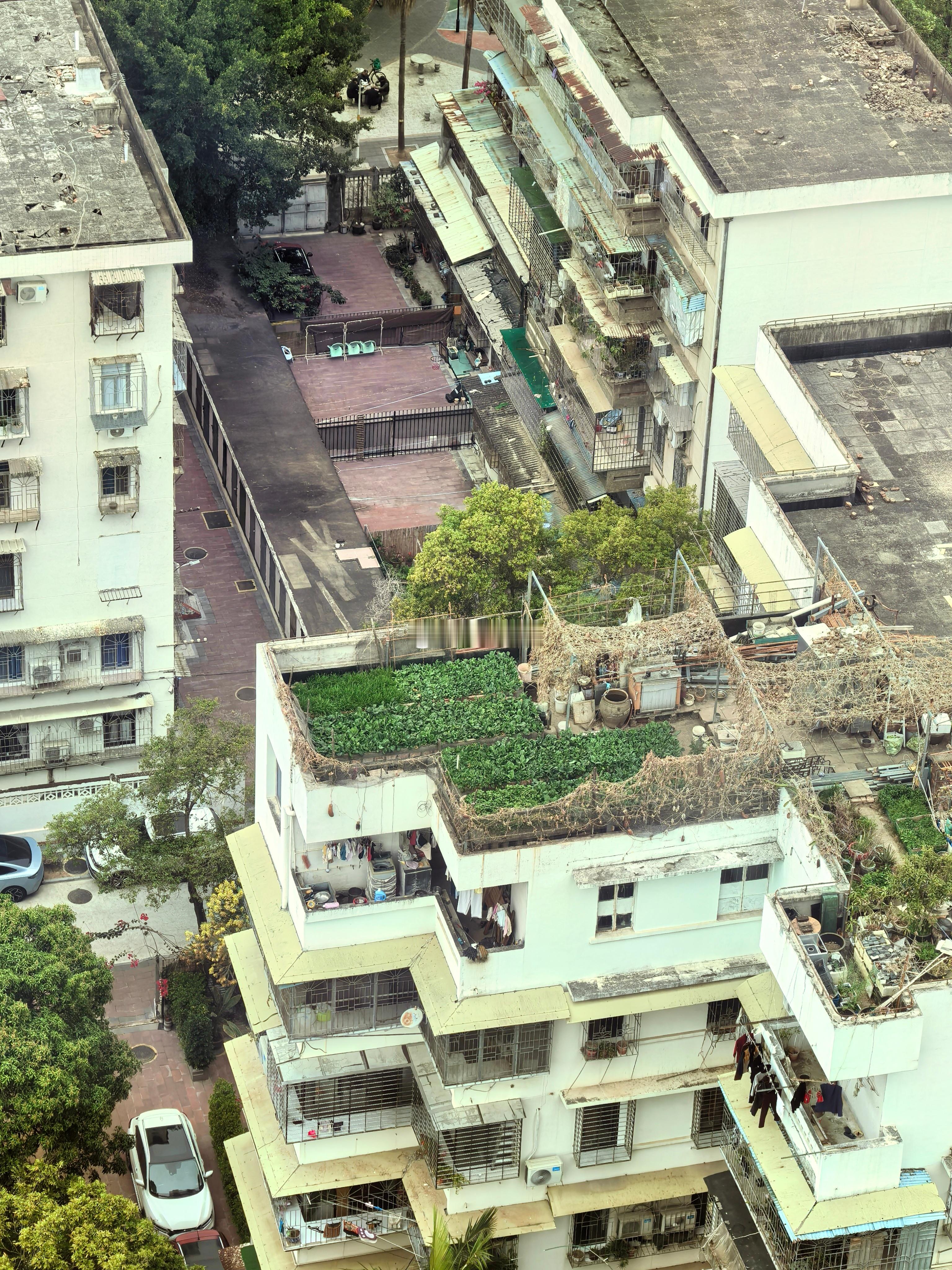 厦门人也蛮喜欢种菜的厦门·筼筜湖