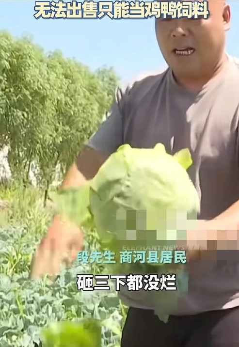 农户种植的甘蓝比“石头”还硬，根本没法吃，更没法出售。近日，山东省商河县居民段先