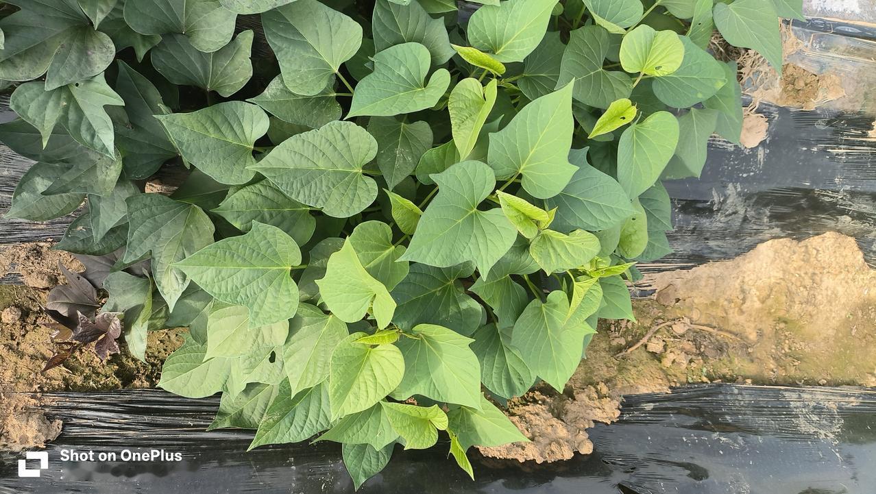 一、秧尖（顶端4～7节，25cm左右）首选。优势（麦茬最关键）1、 
