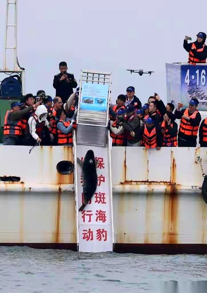 斑海豹娜娜被两度放归深海，每次都掉头重新游回岸边。这次她重新出现在人类眼前时，身上已经多出了一道道伤