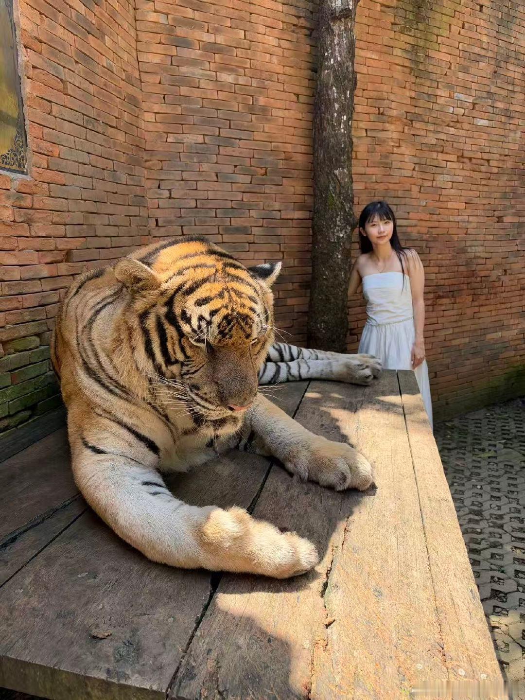 老虎的屁股摸不得但是母老虎可以#克里米亚野生动物园#​