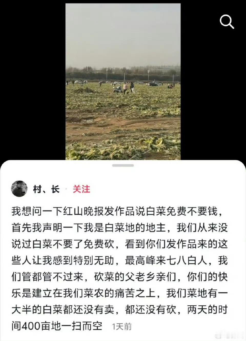 红山晚报发新闻说人家地里免费捡白菜，导致农户400亩大白菜被闻讯赶来的群众砍光