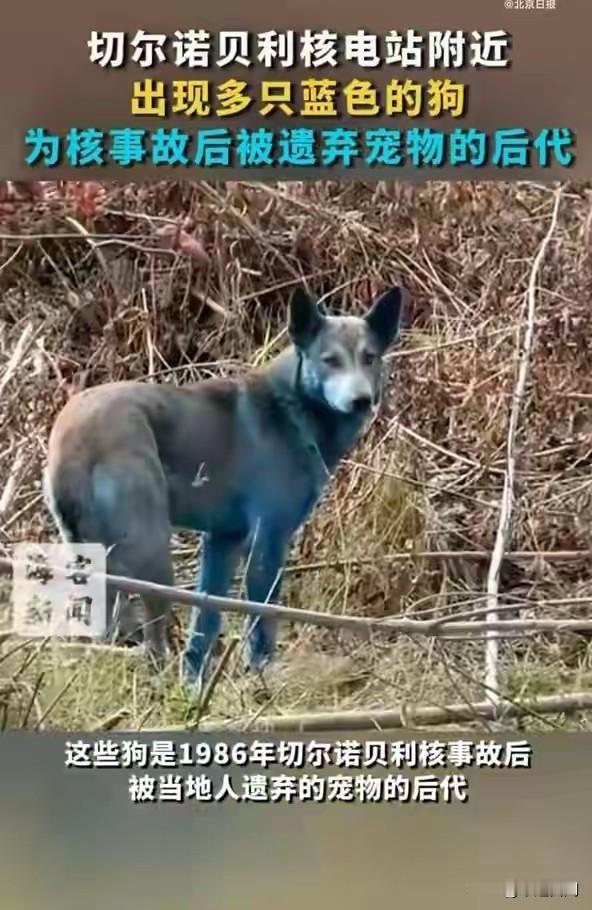 切尔诺贝利核电站附近出现多只蓝色狗,为核事故后被遗弃宠物的后代,当地:正试图抓住