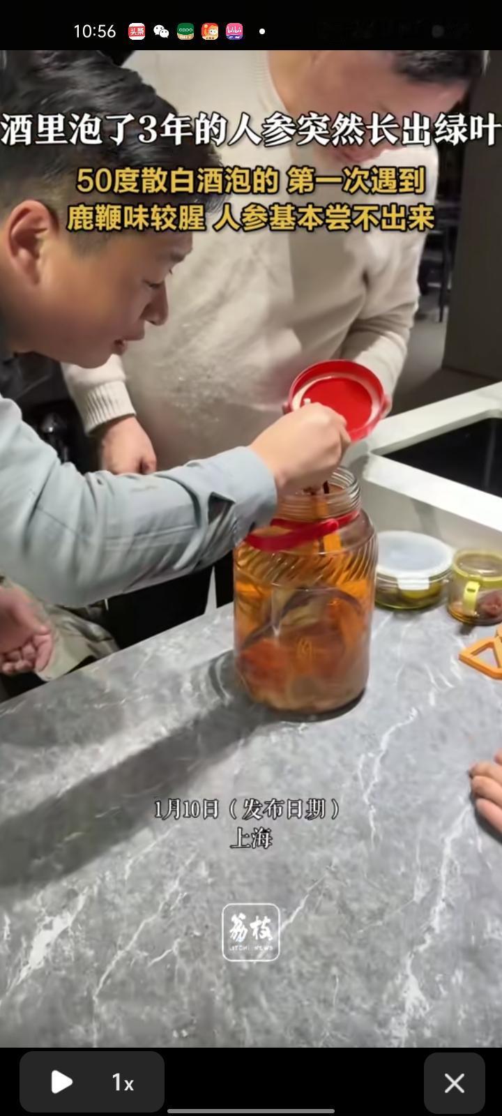 1月10日，上海。网友发视频表示，酒里泡了三年的人参竟然长出绿叶，以前没有，用5