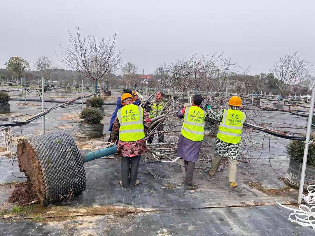 武汉移动的樱花🌸上岗